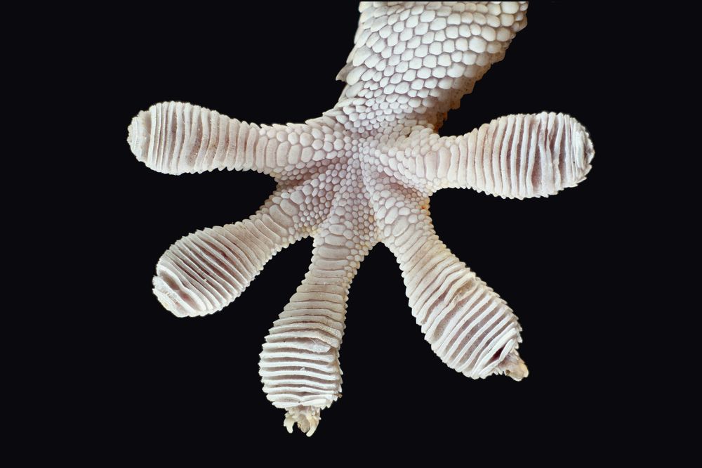 Gecko fingers