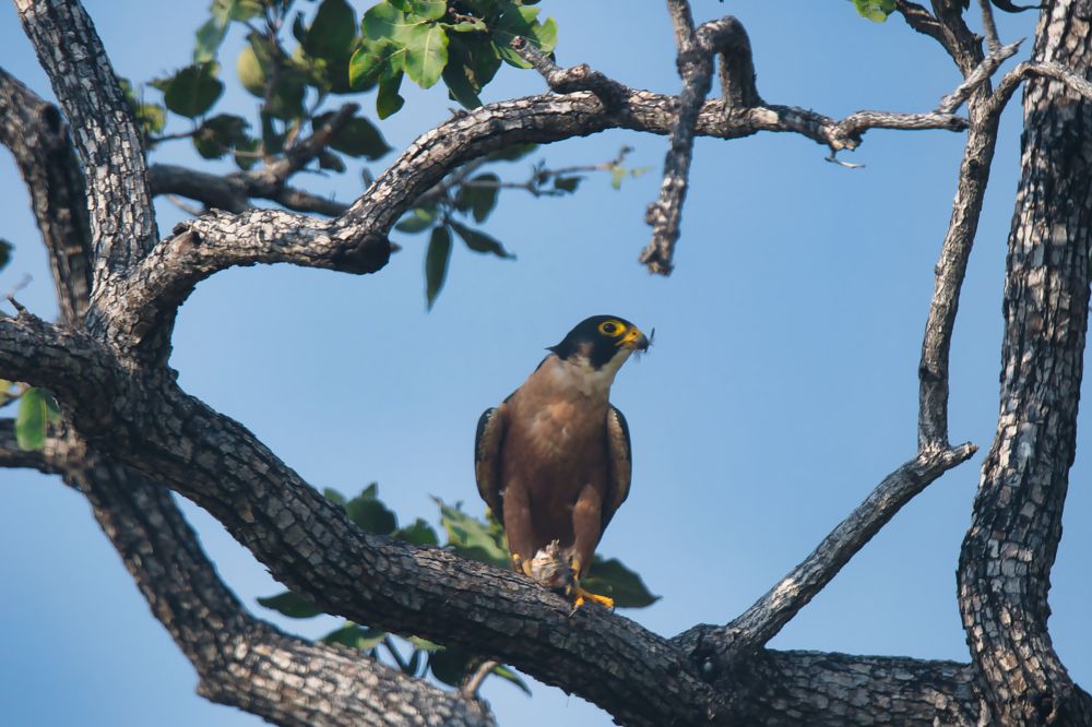 Shaheen Falcon eating prey