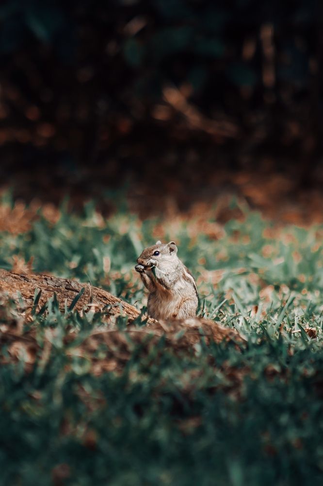 Photograph by Faseeh Fawaz