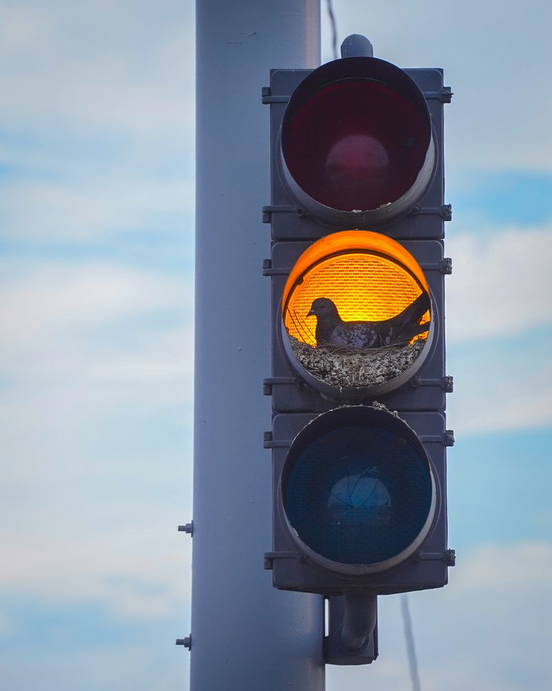 Naturaleza que se adapta