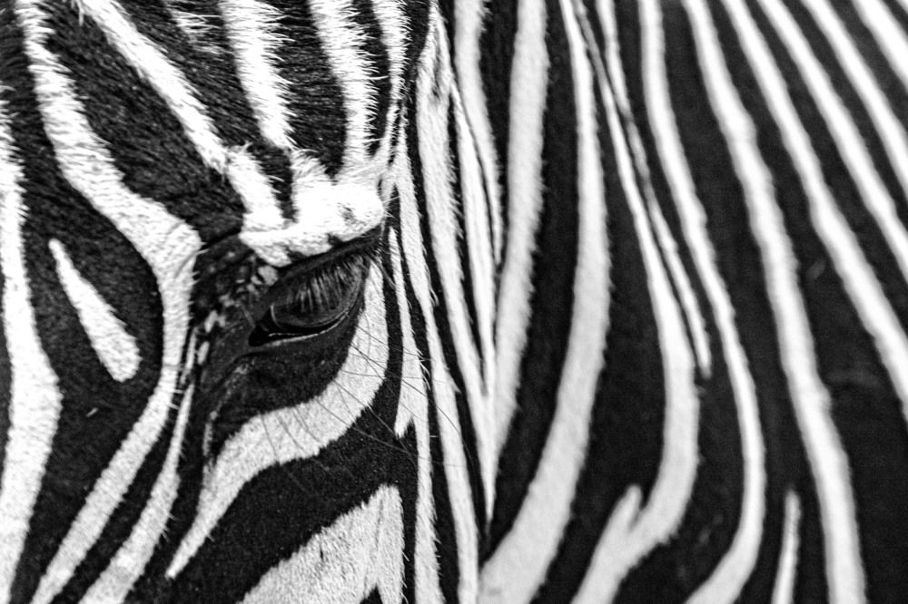 Photograph by Luís Perdigão