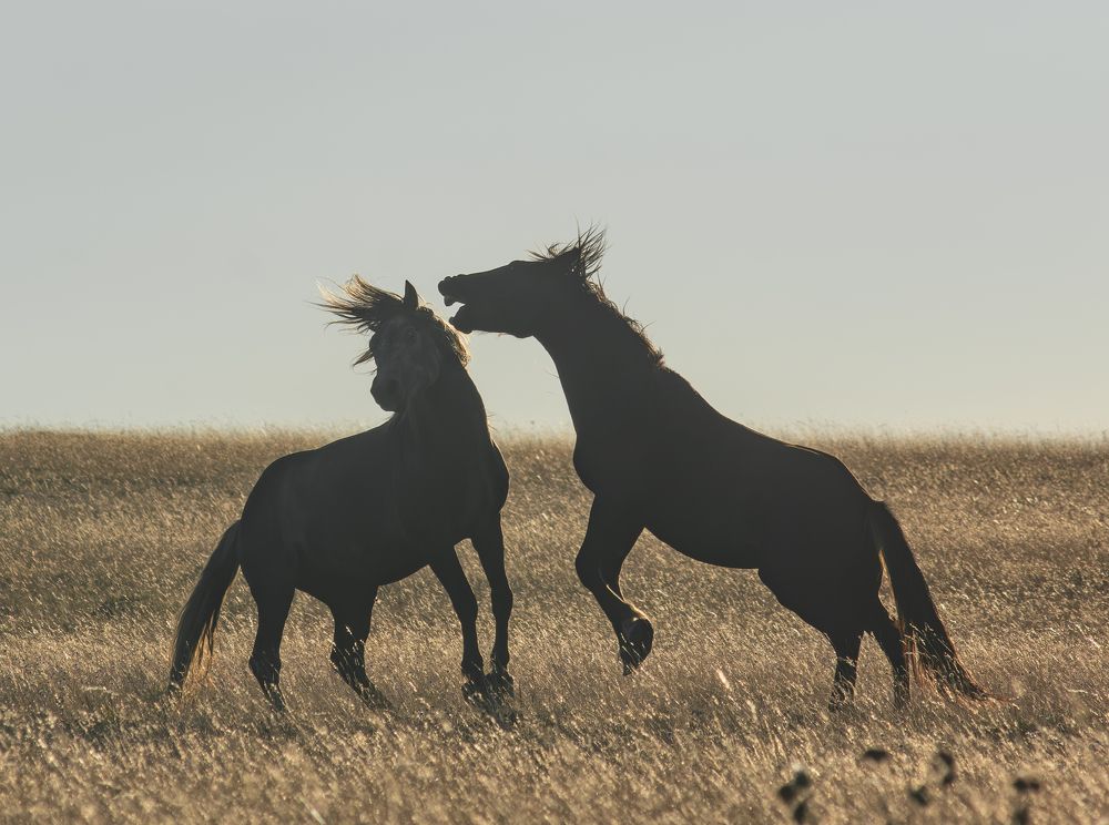 Photograph by Livno&Dinaric Wildlife