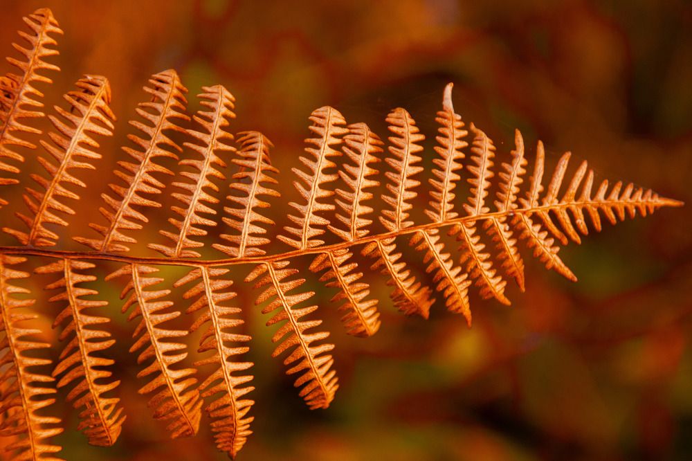 Photograph by Luís Perdigão