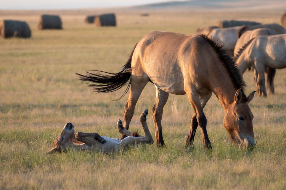 Лошади Пржевальского