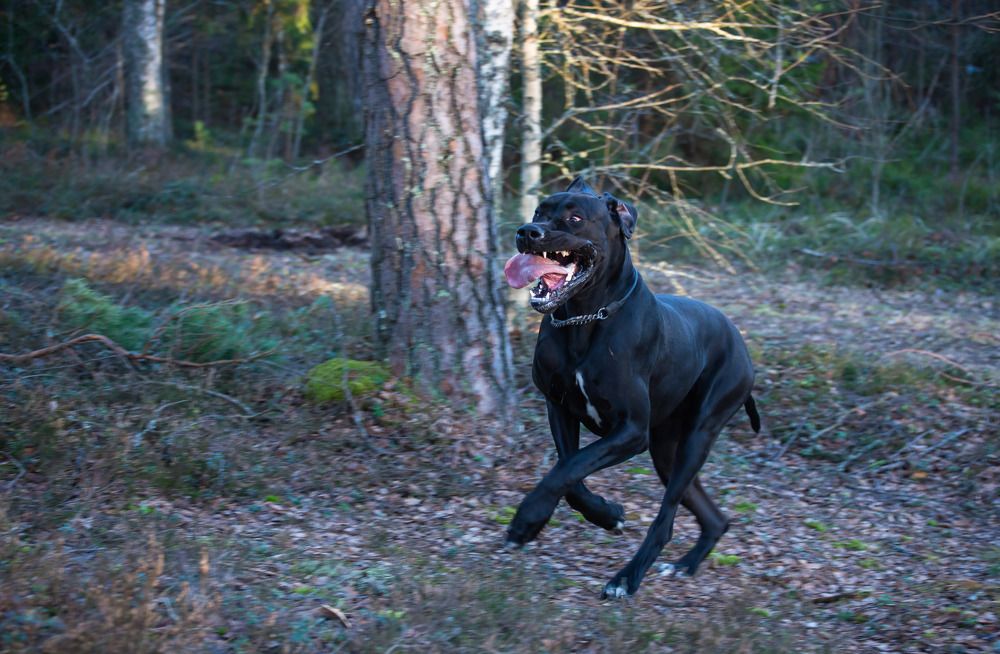 Фотография автора Aлексей Игнатьев