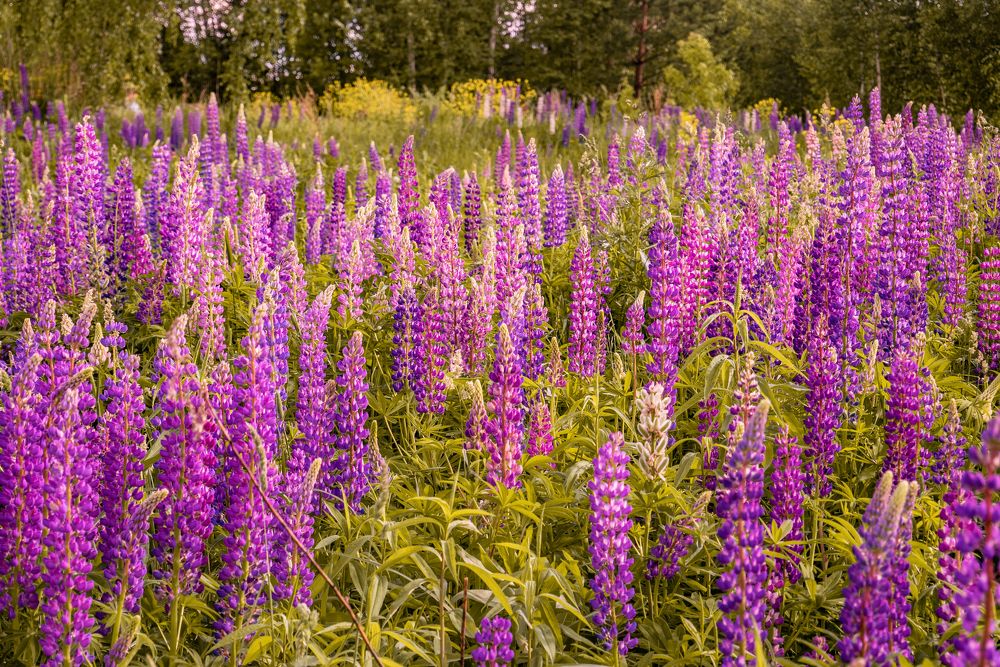 Photograph by Екатерина Шерабурко