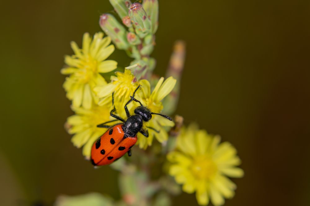 Photograph by Светлана Тараканова