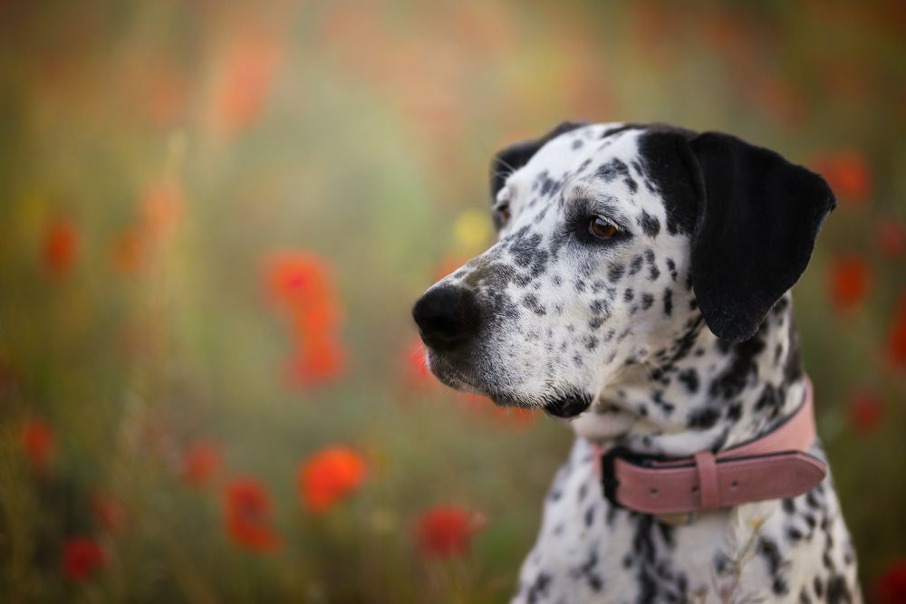 Shiva entre amapolas