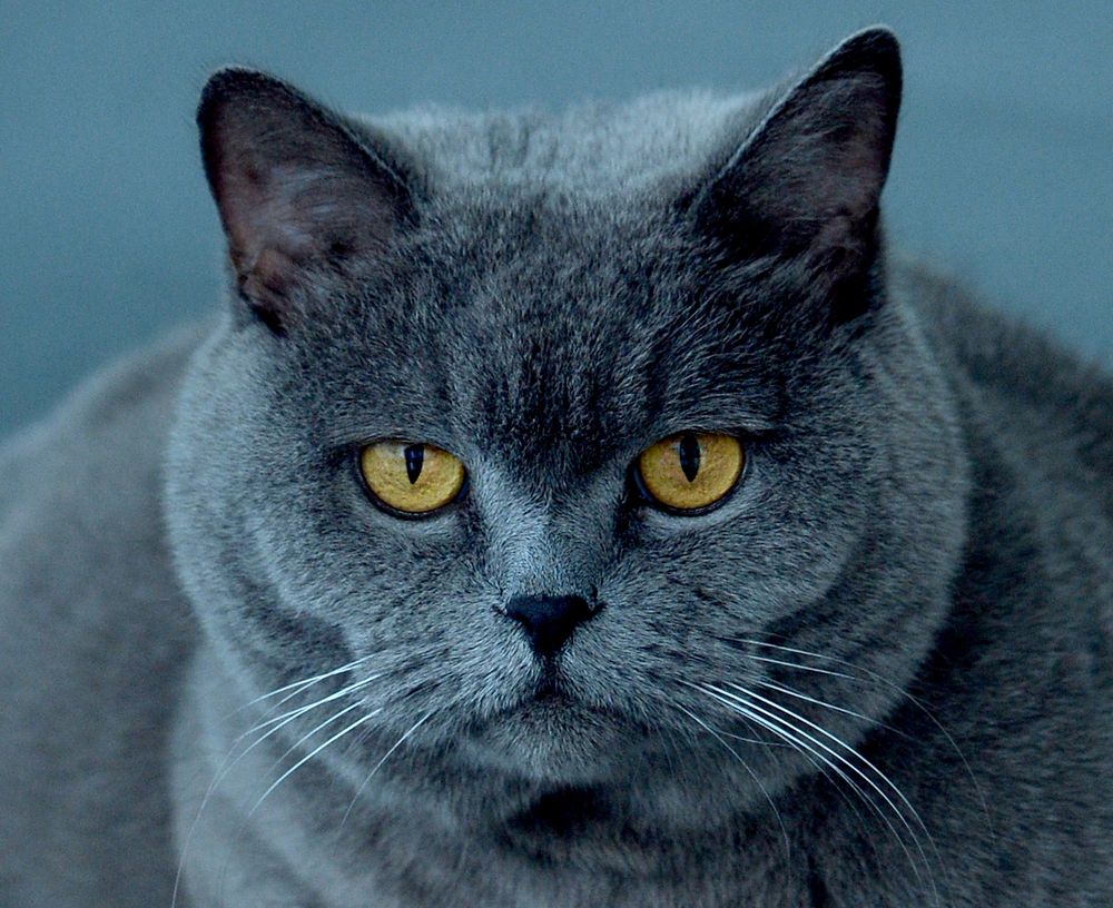 Photograph by Елена Куртеева