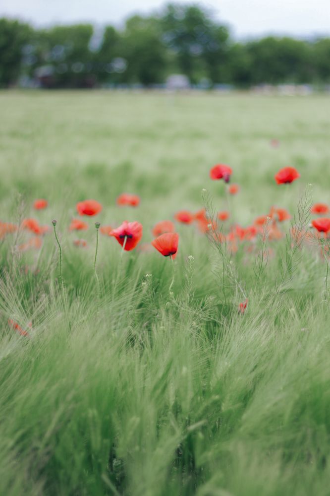 Photograph by Анна Тен