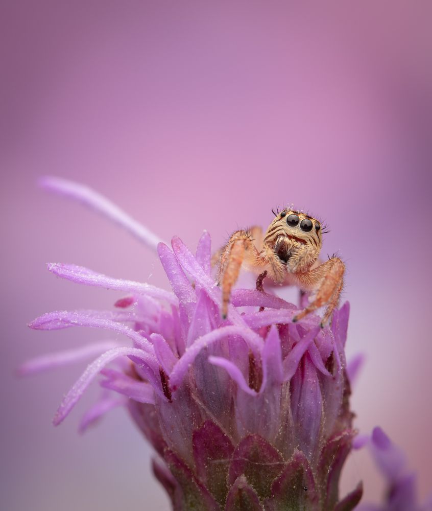 Фотография автора Krisztina Mácsai