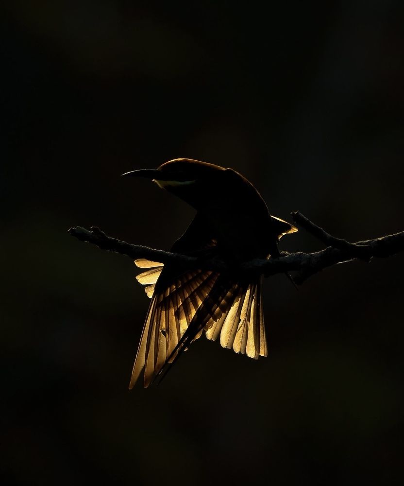 Photograph by Anandhu Ravi