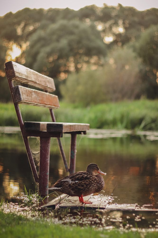Фотография автора Лада Пасеко