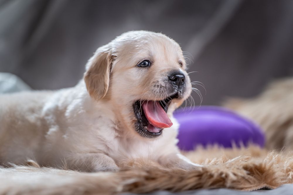 Маленький зевулька