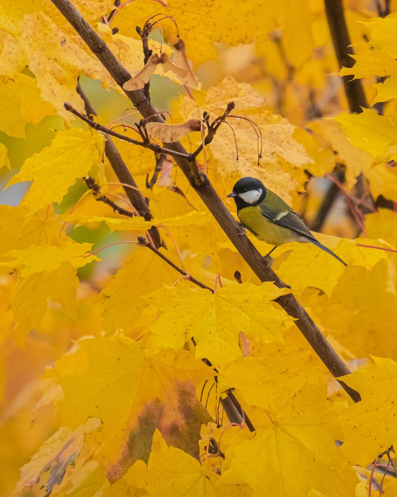 Photograph by БОРИС БЕЛКАНИЯ
