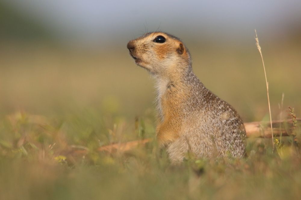Photograph by Владимир Шебаршенко