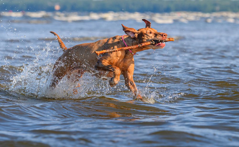 Photograph by Мария Новоселецкая