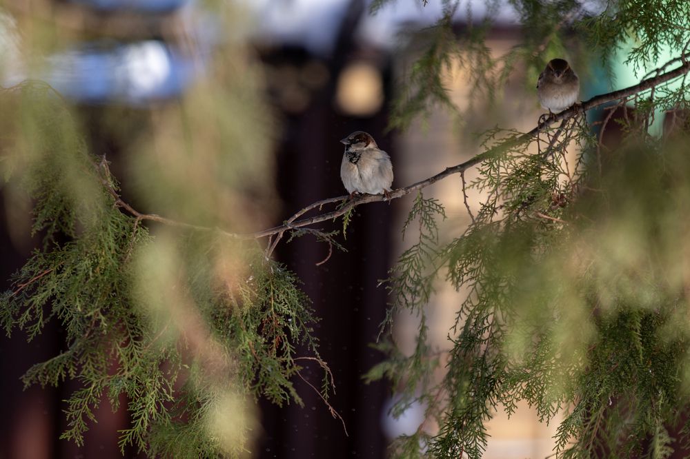 Photograph by Цибуляк Анна