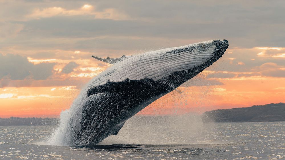 Photograph by Meysam Makvandi