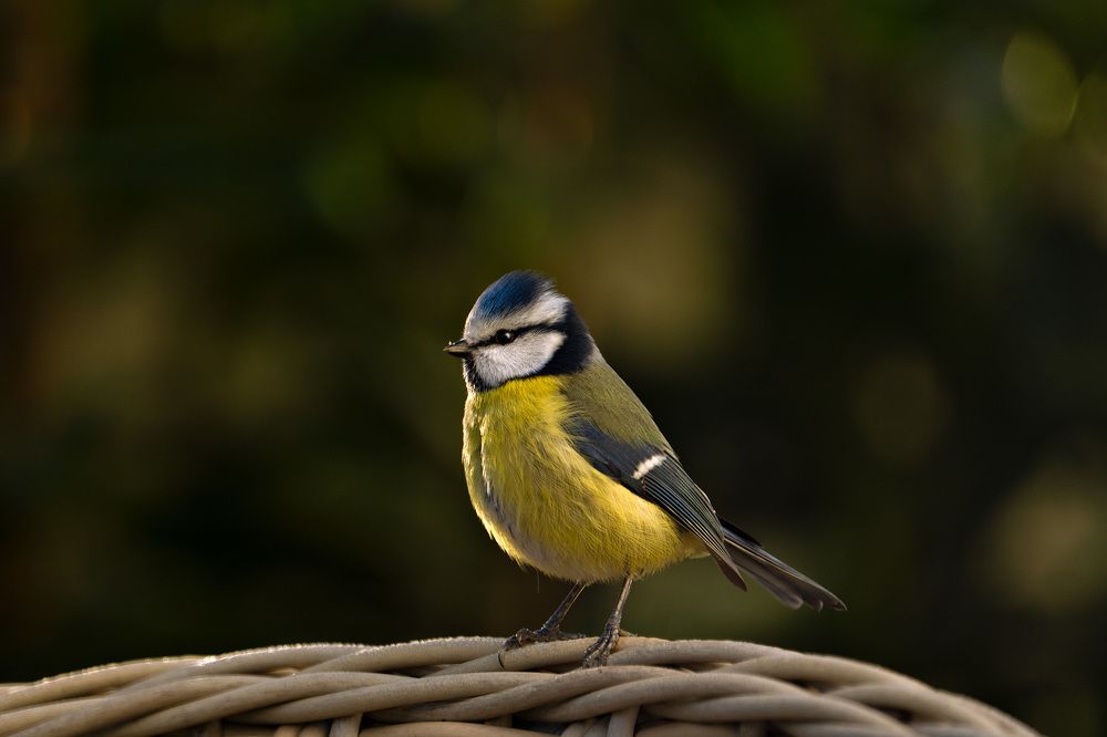 Photograph by Adriana Smeu