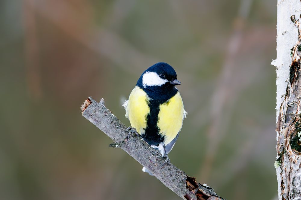 Photograph by Valentin Kolinko