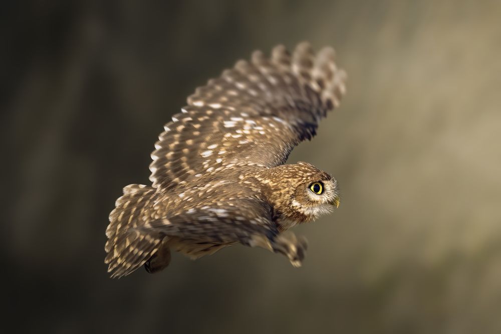 owl
