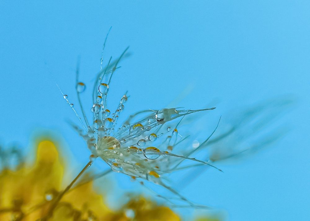 Капельку капелек