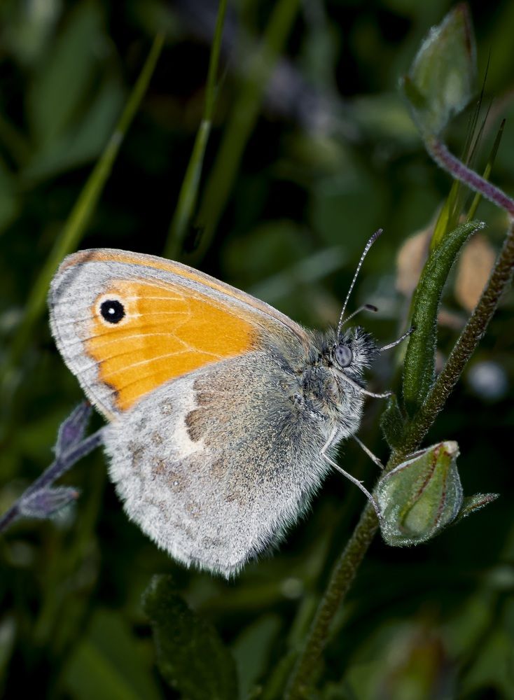 Photograph by Stamen Sotirov