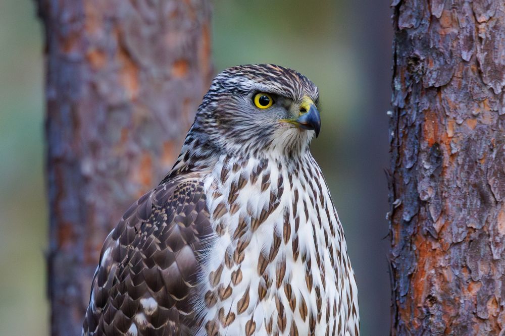 Photograph by Valentin Kolinko