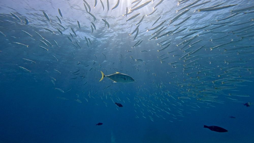 Photograph by Мария Берёзка