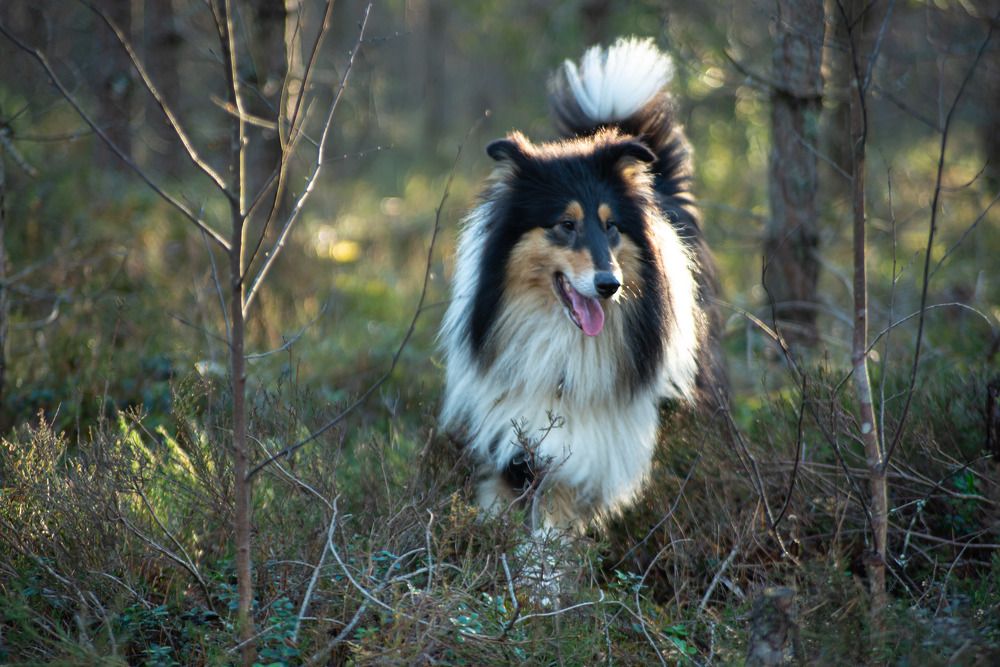 Фотография автора Aлексей Игнатьев