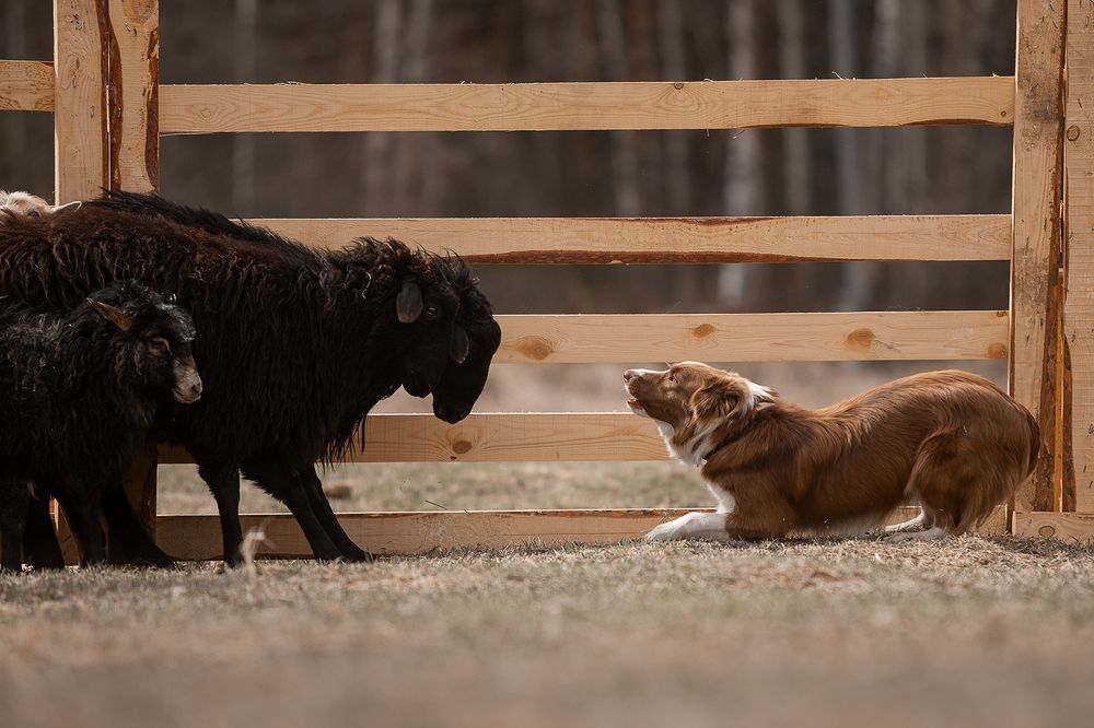 Photograph by Ольга Легенькая