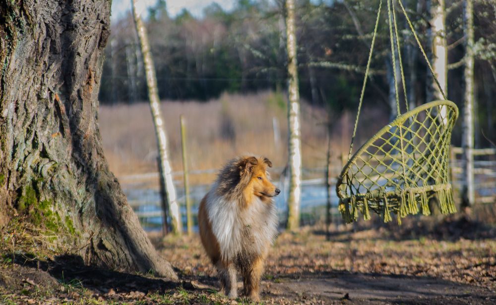 Фотография автора Aлексей Игнатьев