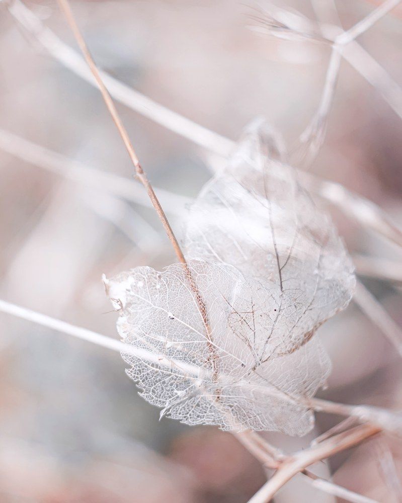 Photograph by Анна Тен