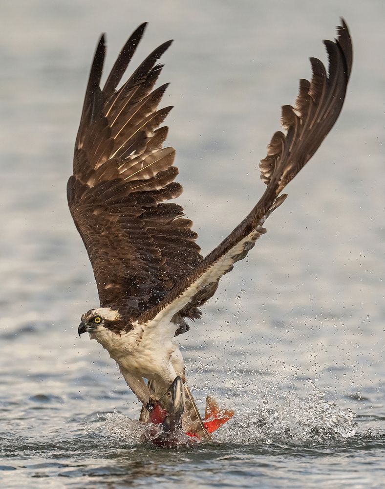 Osprey Emerging With Red Kokanee Salmon