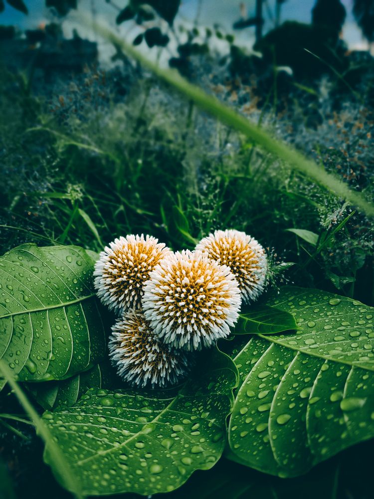 Neolamarckia cadamba