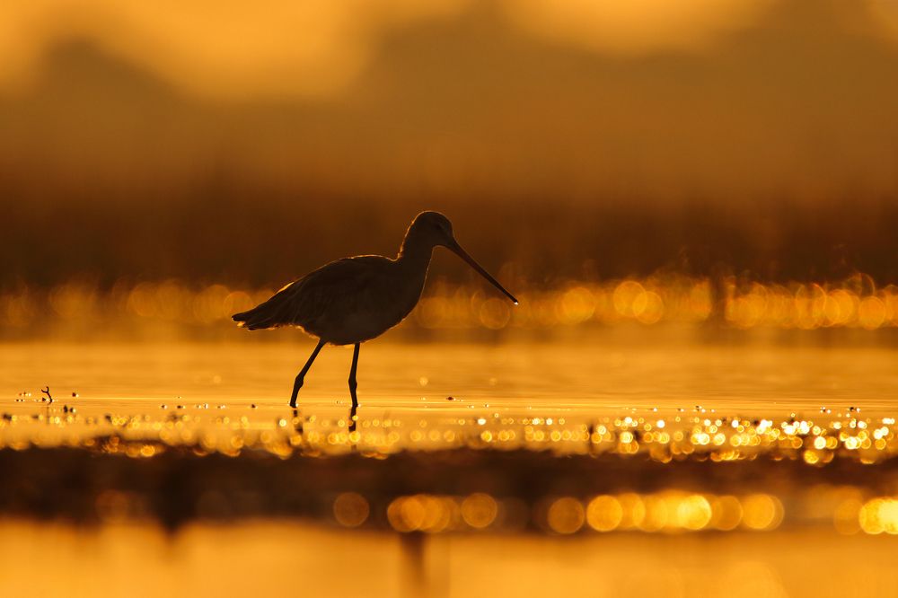 Photograph by Patel Jay