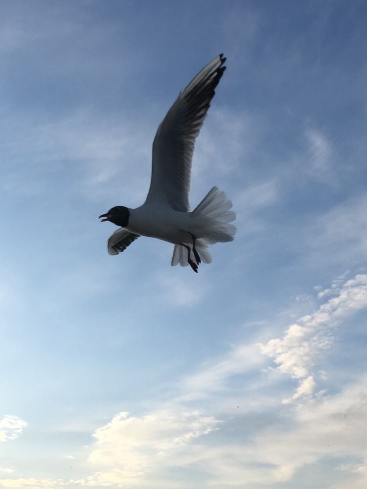 Чайки на набережной