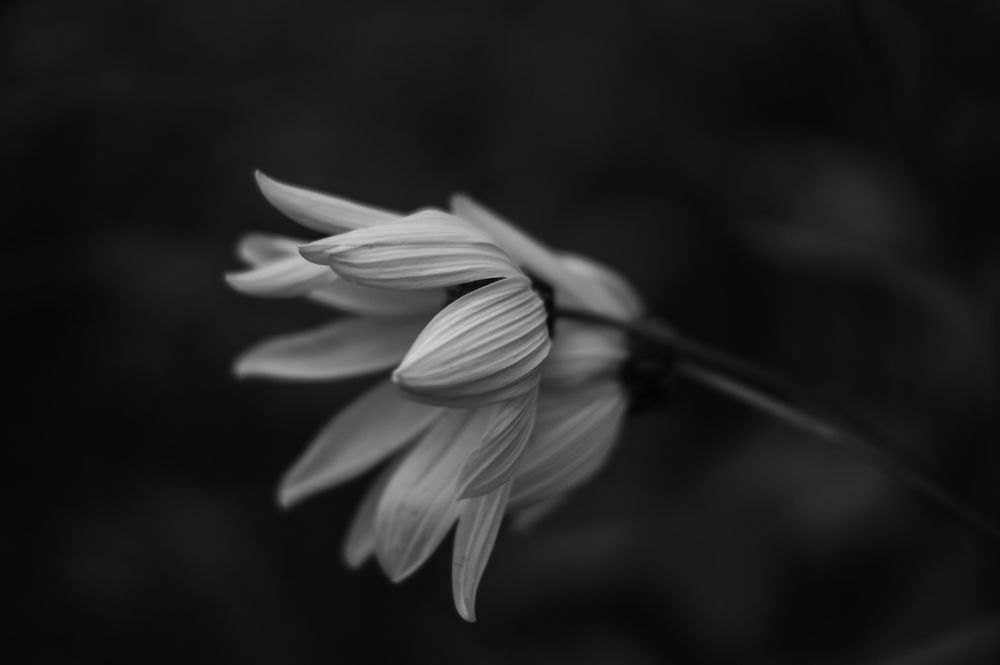 Photograph by Оксана Кобинец