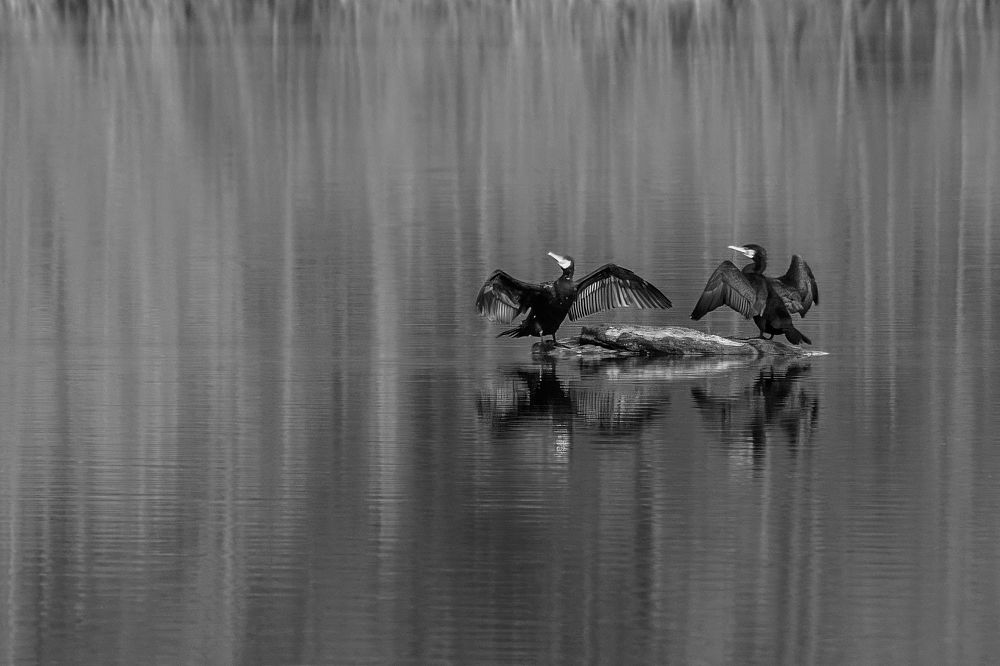 Photograph by Vincent PICCIOTTO