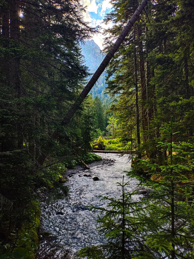 3 медведя без медведя