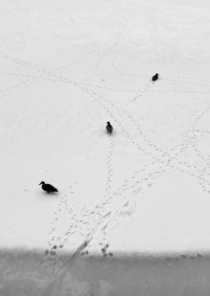 Photograph by Светлана Иревлина