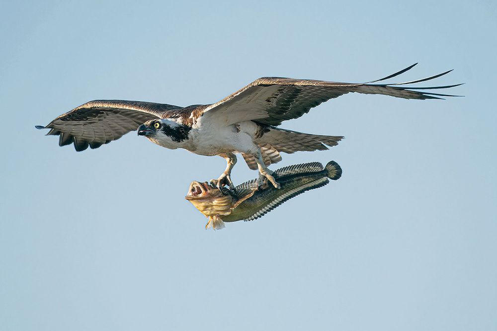 Opsrey Clutching Rarely Seen Specklefin Midshipman