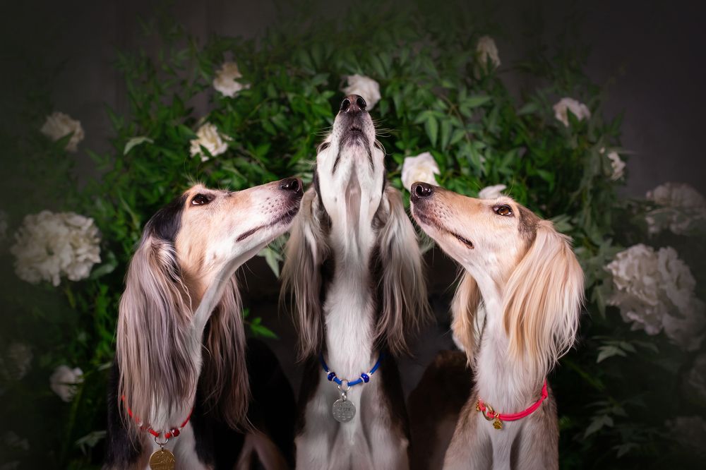 Photograph by Алена Райфутдинова