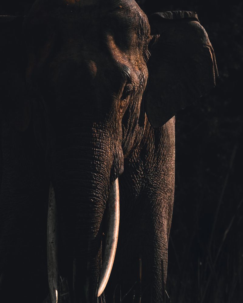 Photograph by Siddhartha Roy Choudhury