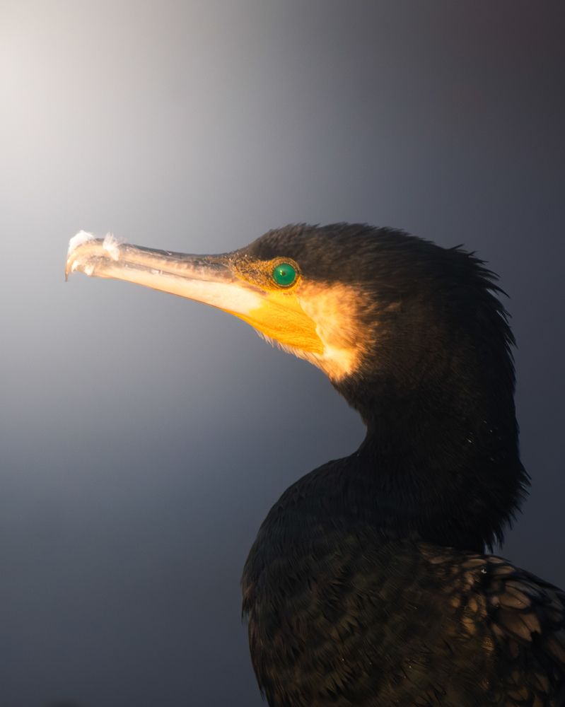 Photograph by Anuj Sharma