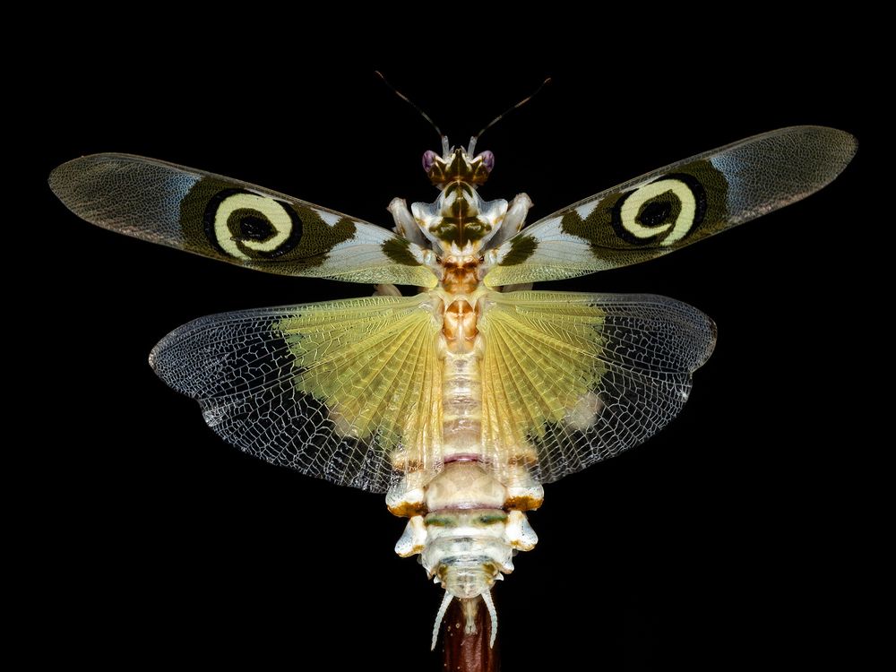 Spiny flower mantis - Pseudocreobotra wahlbergi