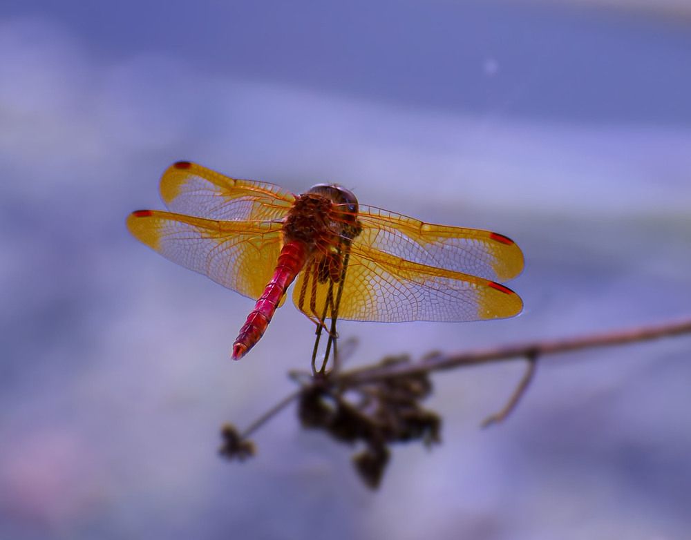 Чудо стрекоза