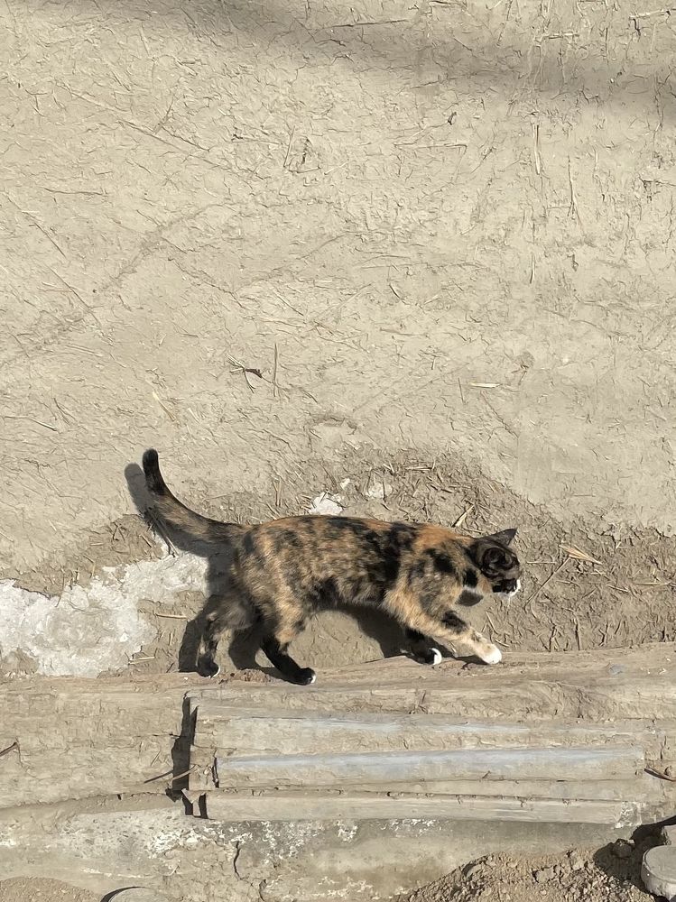Кот идет по своим делам в Бухаре в январский полдень.