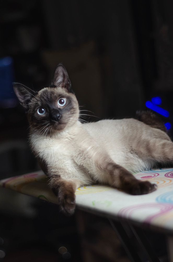 Фотография автора Анастасия Бондарь